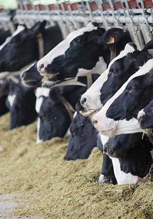 Kurban satışlarımız başladı.